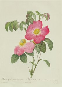 Rosa Tomentosa autorstwa Pierre Joseph Redouté